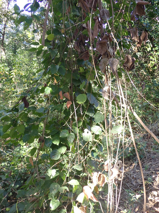 Monkey comb (Amphilophium crucigerum) vine