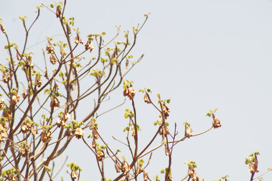 Cuachalalate (Amphipterygium adstringens) tree and bark