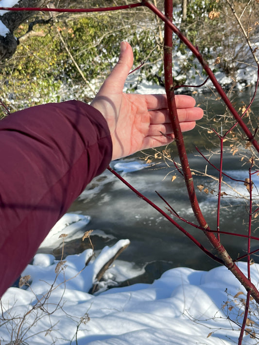 Red osier dogwood (Cornus sericea) red bark and stems