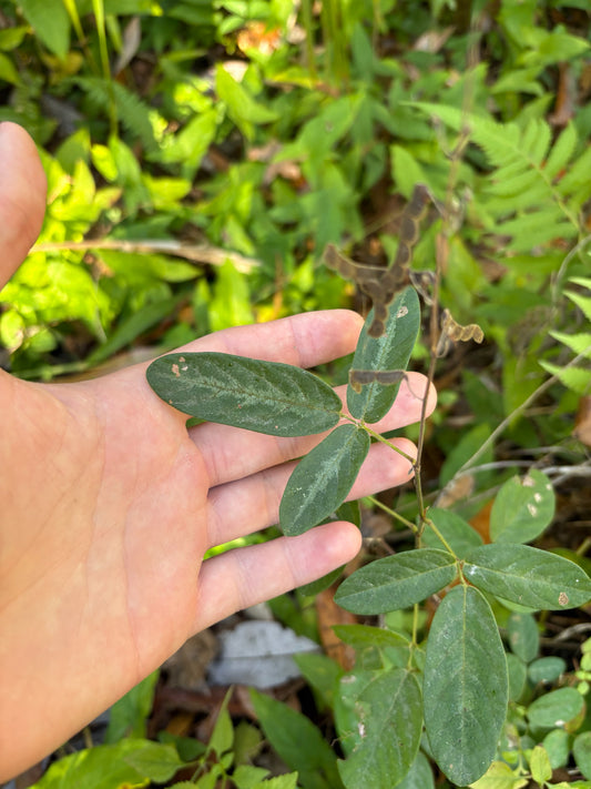 Strongback (Desmodium incanum) plant